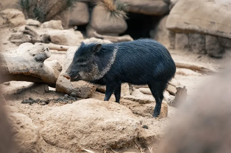 a small black animal standing on top of a pile of dirt