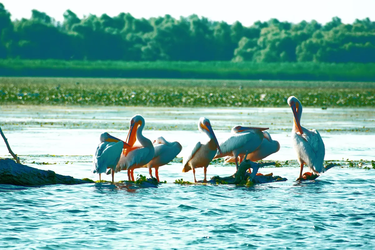 Facts About Pelicans
