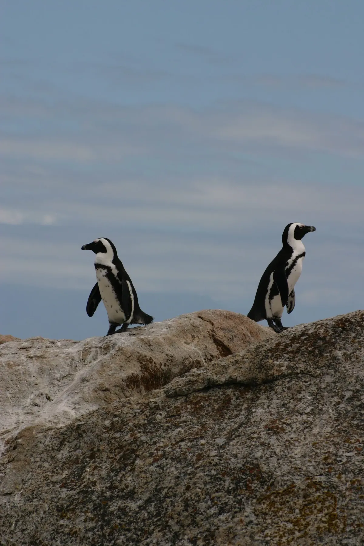 Facts About Penguins