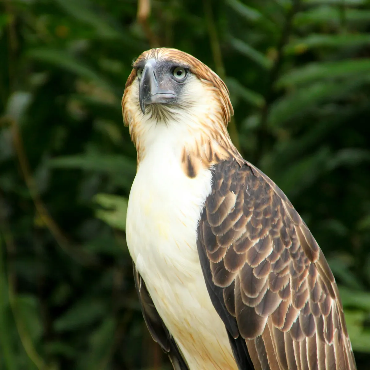 Facts About Philippine Eagles