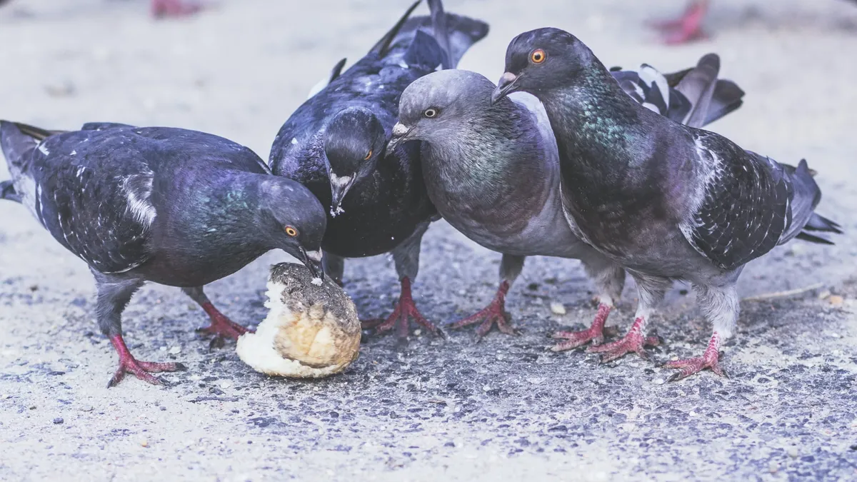 Facts About Pigeons