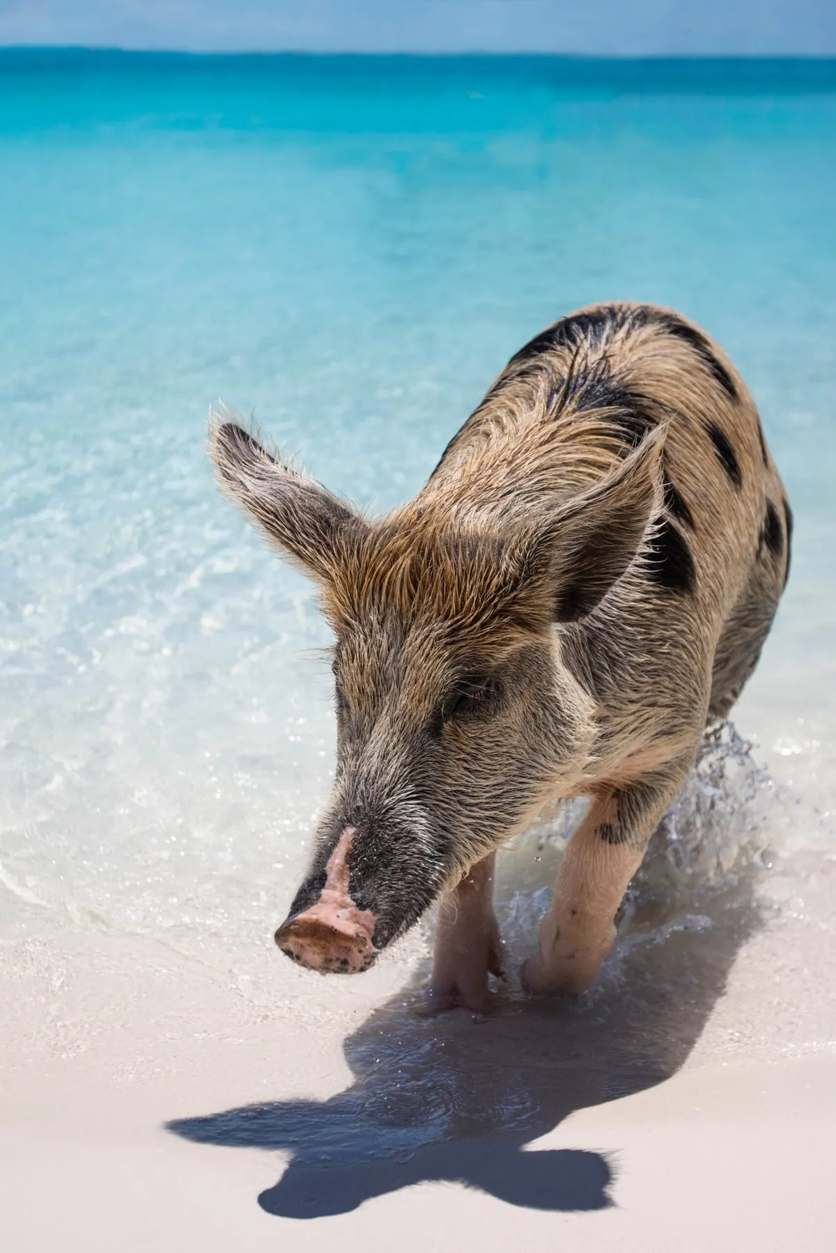 Facts About Pigs