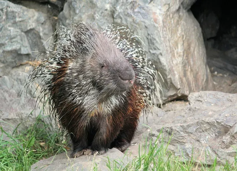 Porcupines