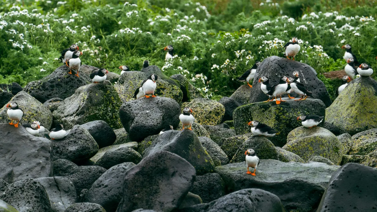 Facts About Puffins