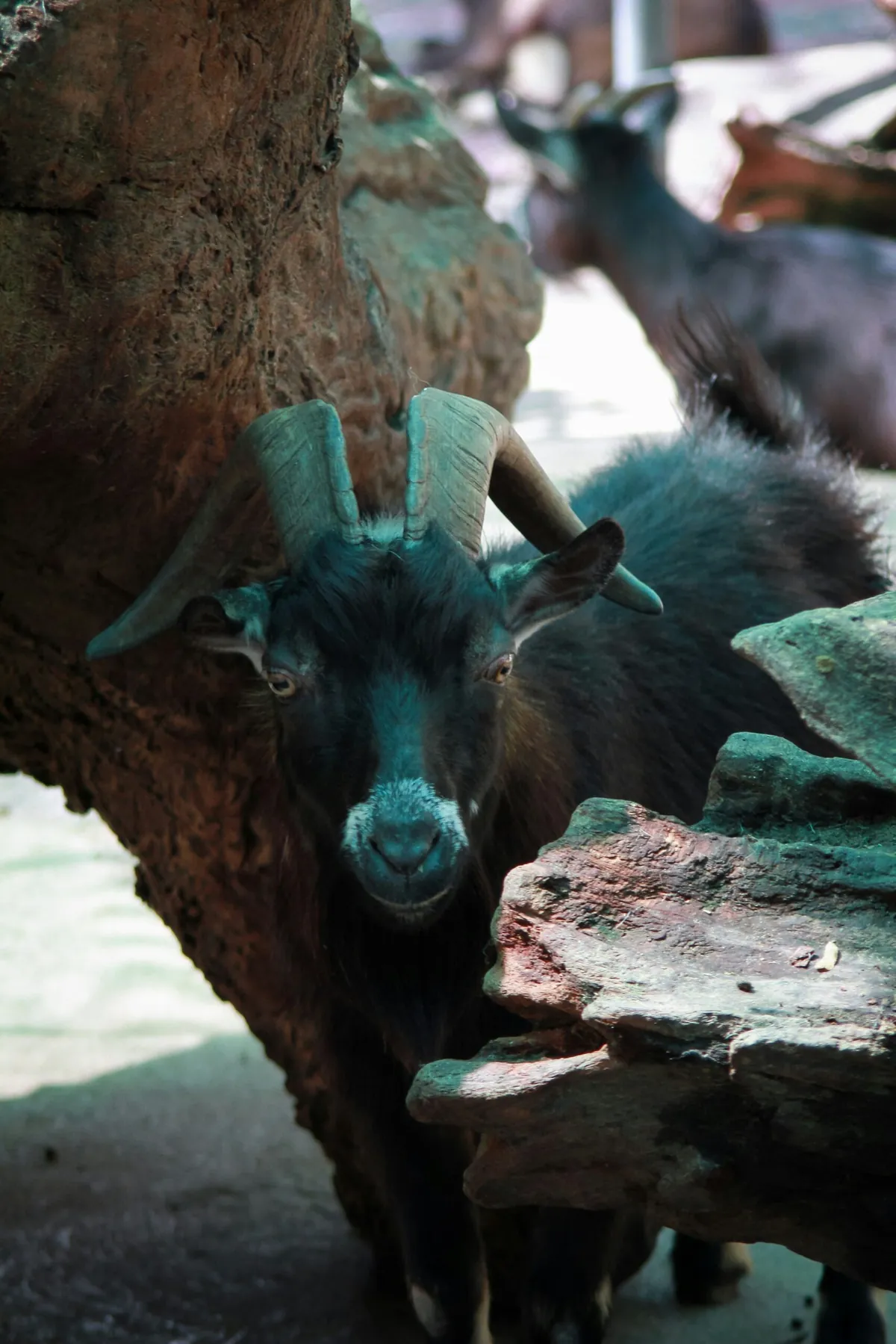 Facts About Pygmy Goats