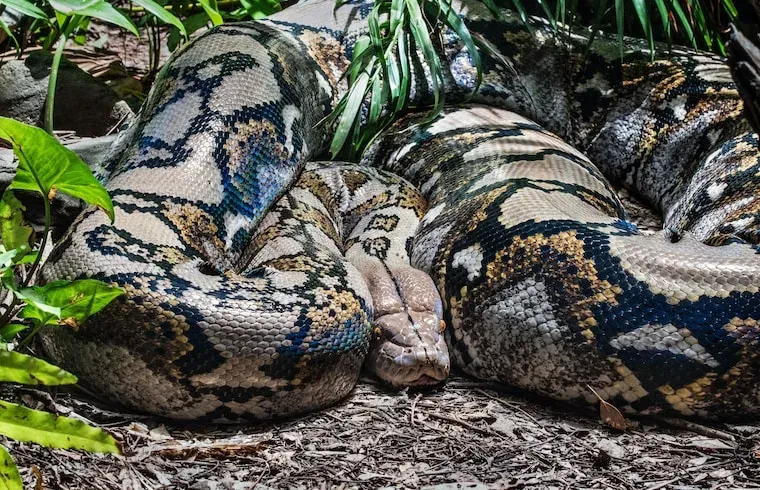 Facts About Pythons