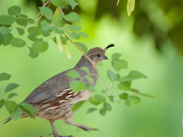 Facts About Doves