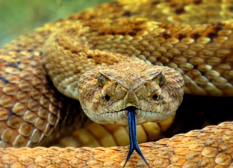 Facts About Rattlesnakes