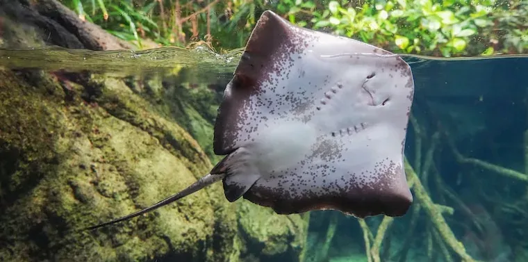 Facts About Rays