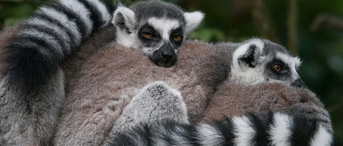 Facts About Ring-tailed Lemurs