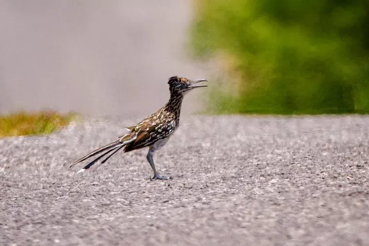 Facts About Roadrunners