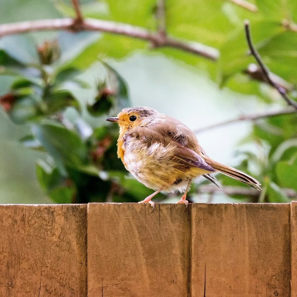 Facts About Robins