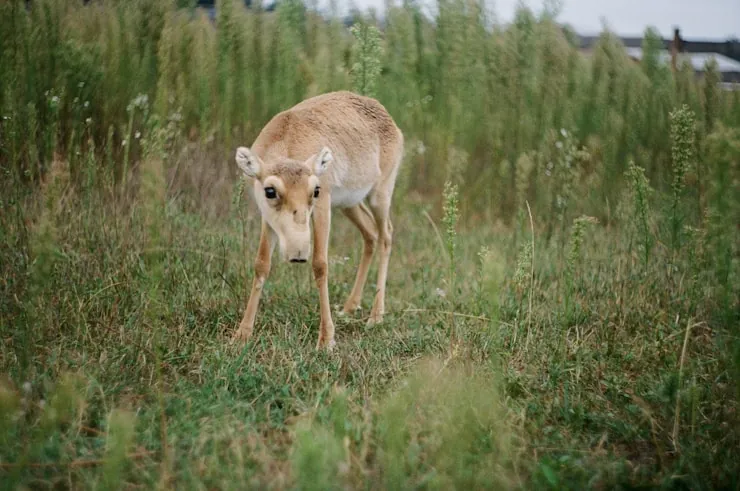 brown deer on green grass field during daytime