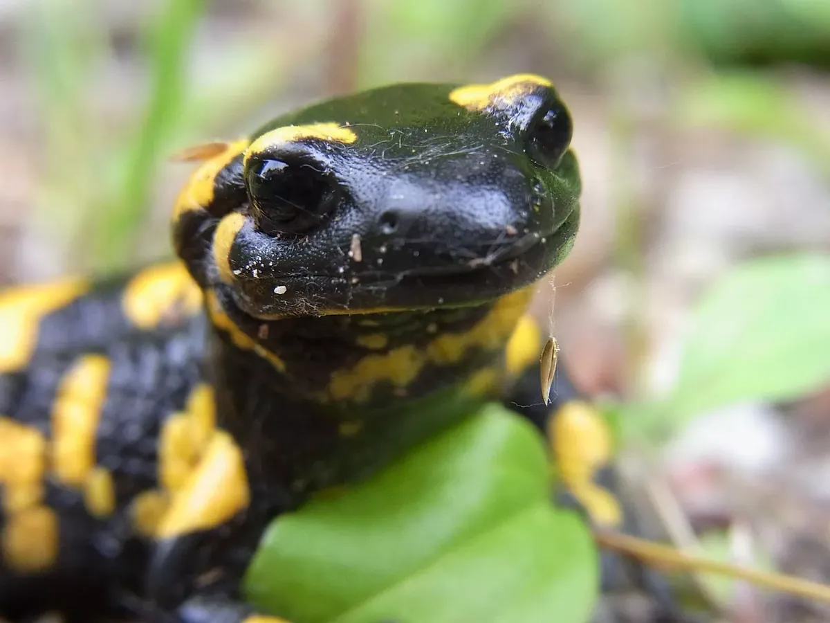 fire salamander, amphibian, animal