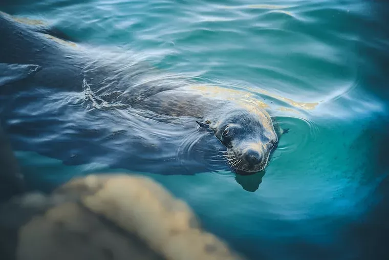Facts About Sea Lions