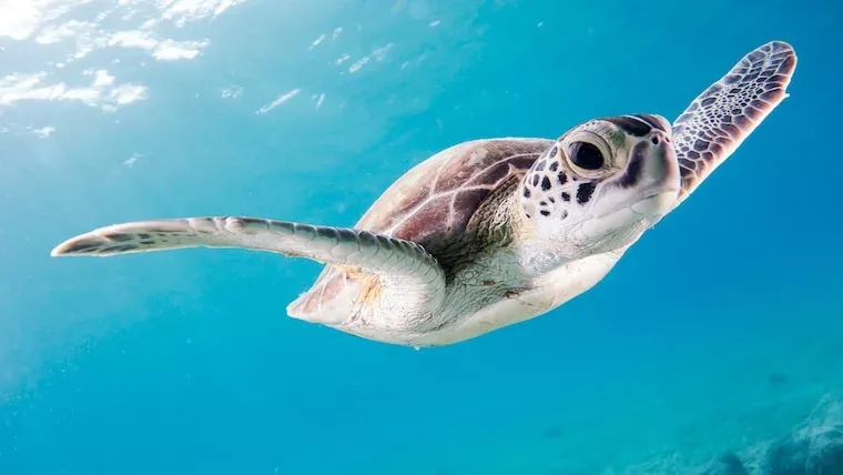 Facts About Sea Turtles