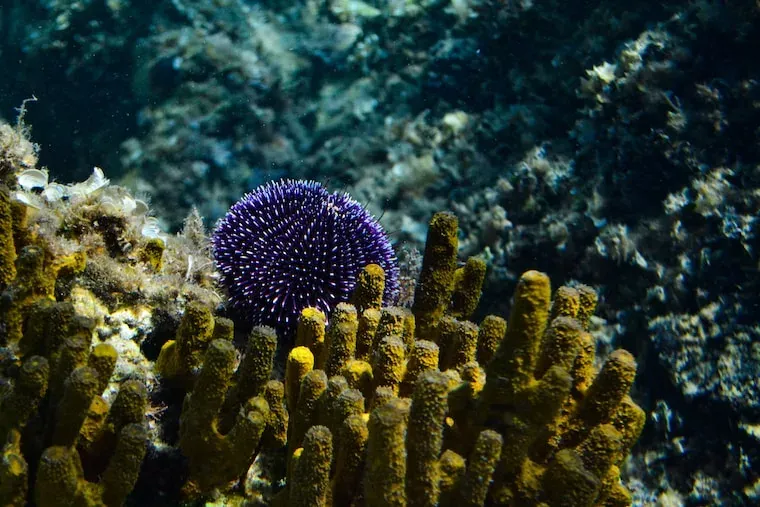 Facts About Sea Urchins
