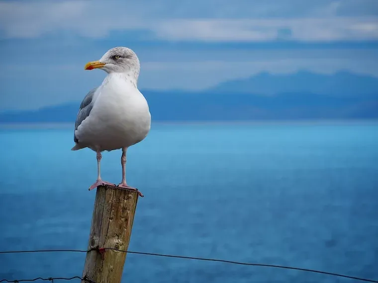 Facts About Seagulls