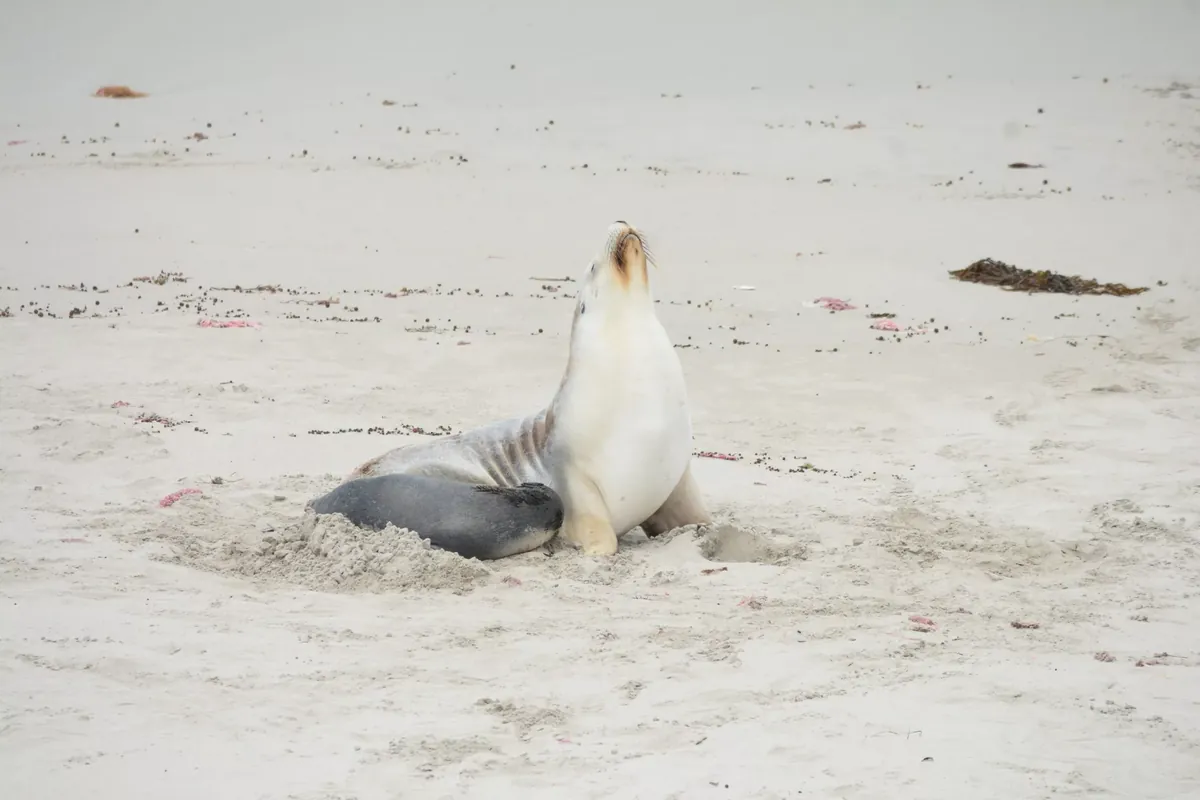 Facts About Seals