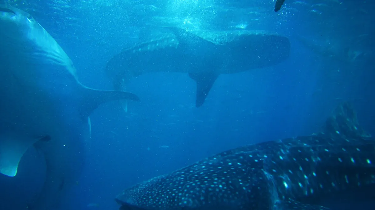 Facts About Sharks