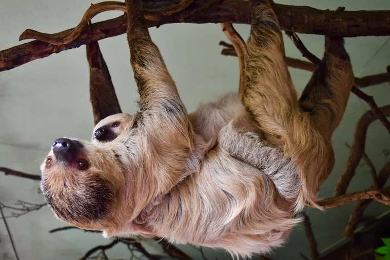 Facts About Sloths