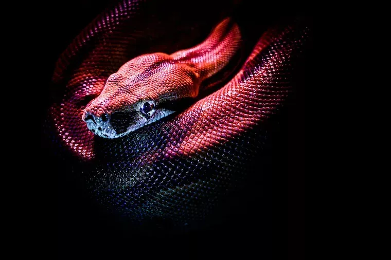 Facts About Snakes