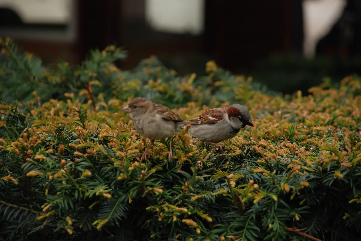 Facts About Sparrows