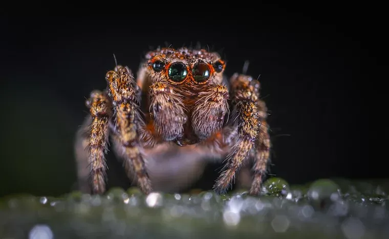 Facts About Spiders