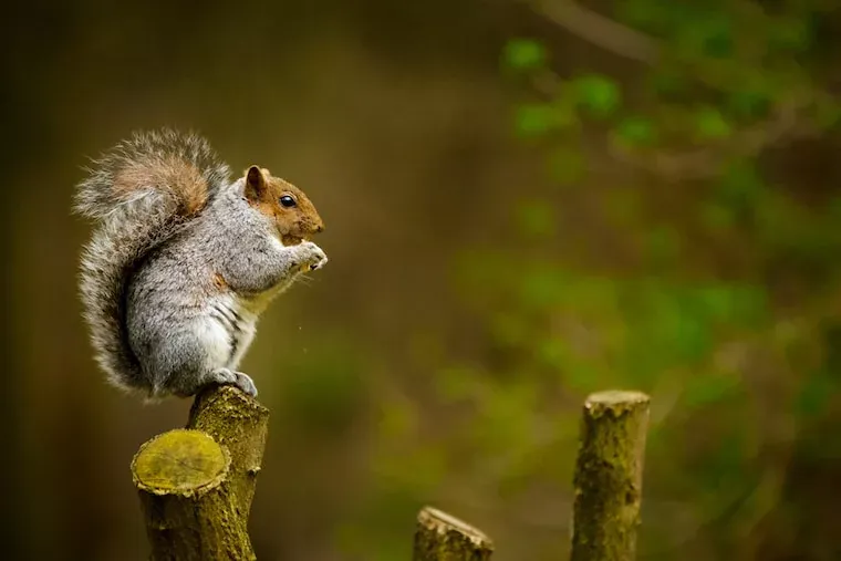Facts About Squirrels