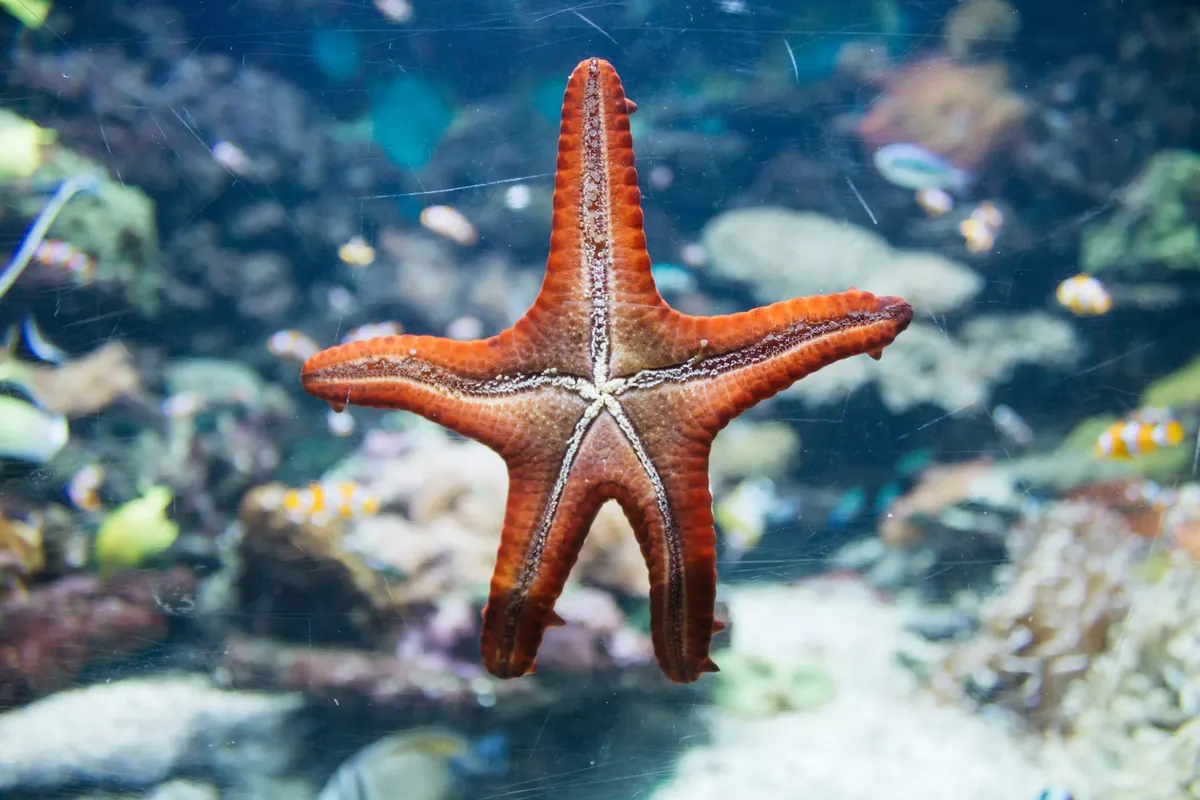 Facts About Starfish