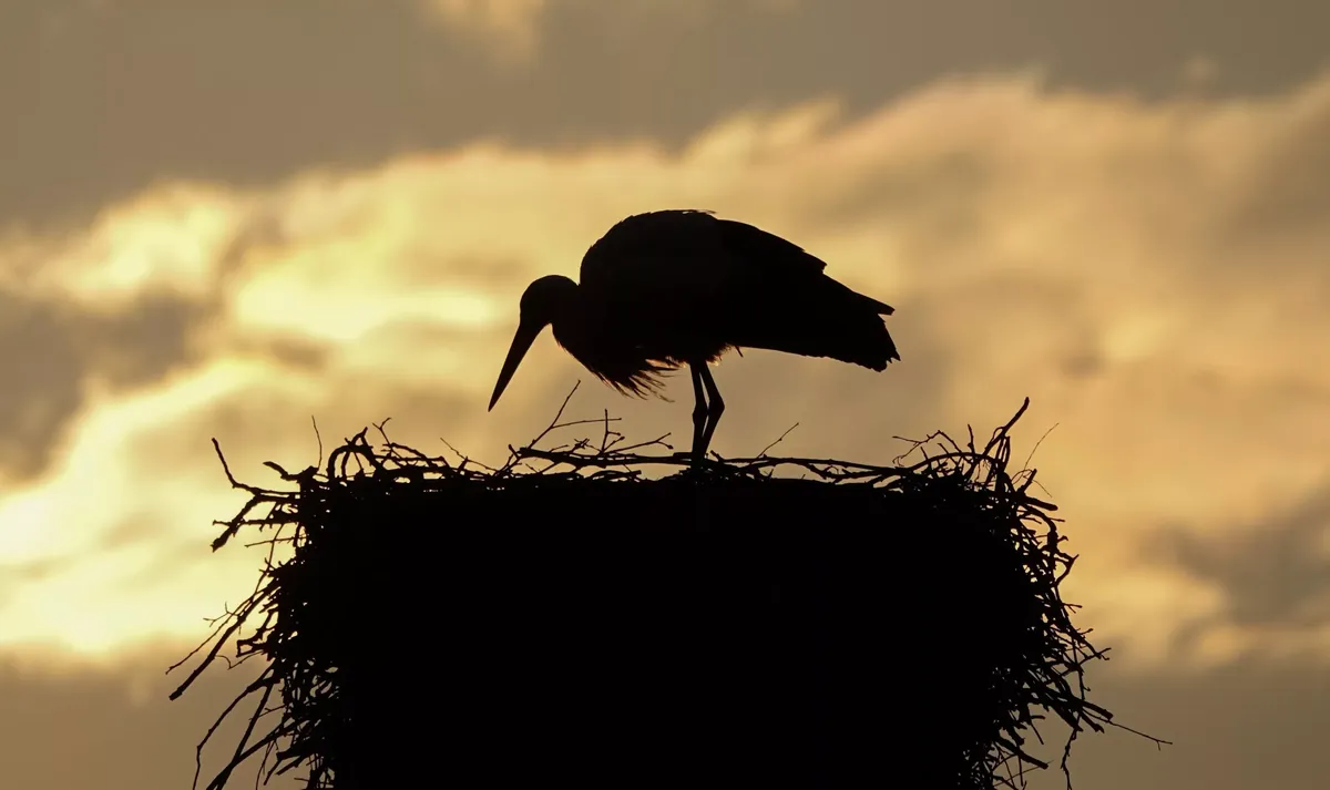 Facts About Storks
