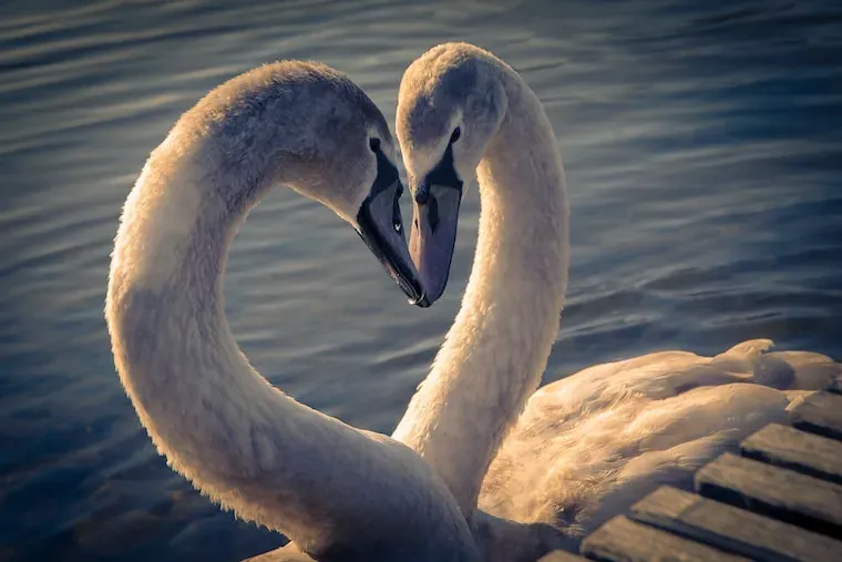 Facts About Swans