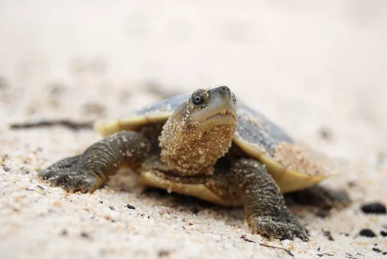 Facts About Terrapins