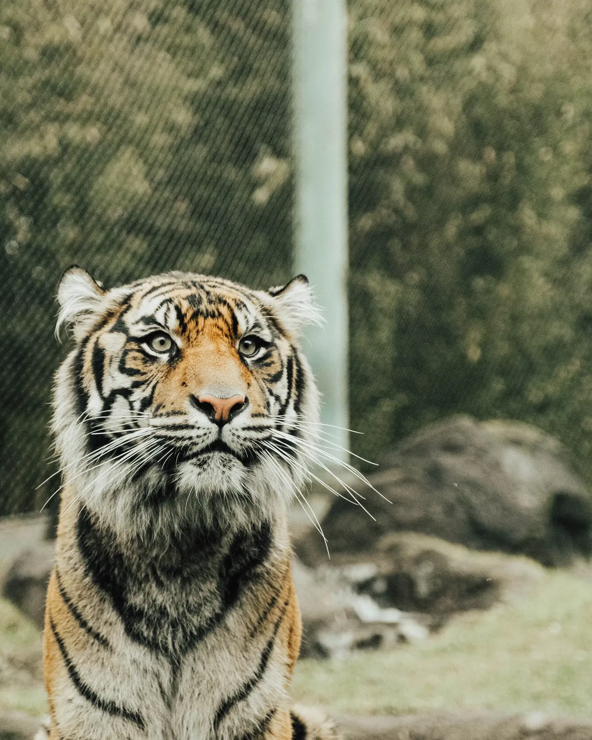 Facts About Tigers