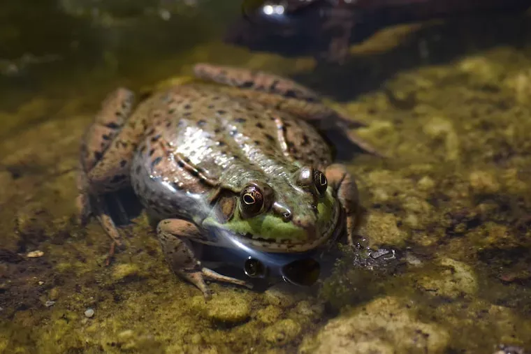 Facts About Toads