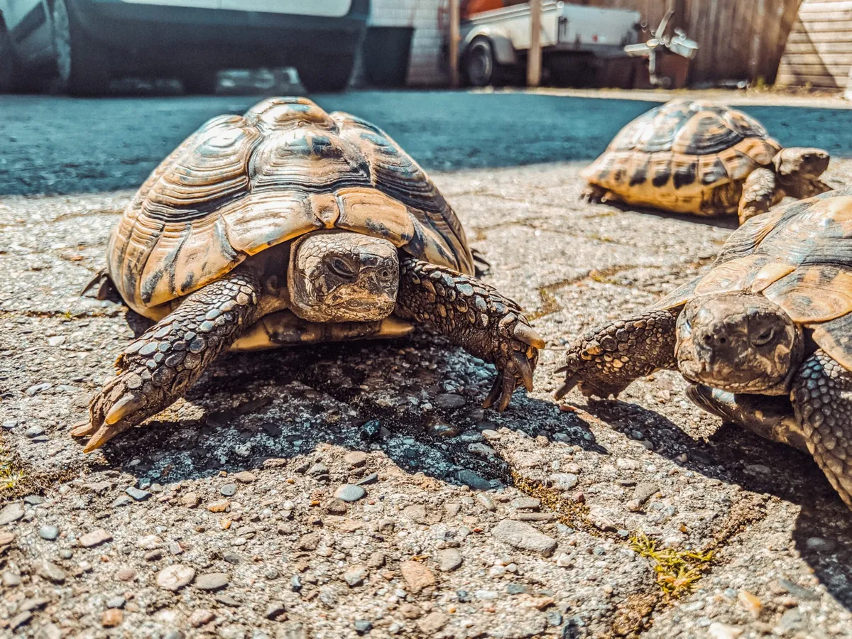 Facts About Turtles