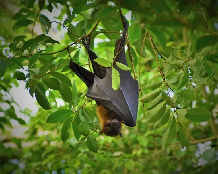 Vampire Bats