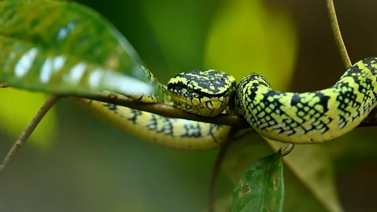 Facts About Vipers