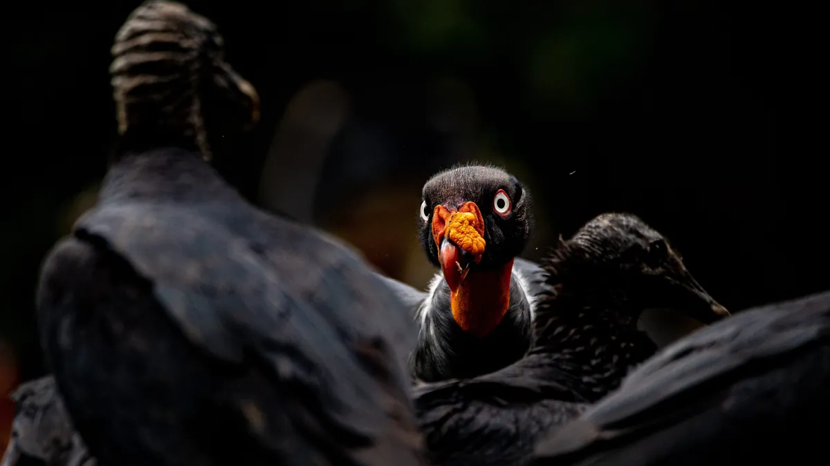 Facts About Vultures