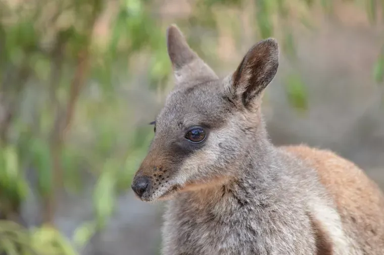 Facts About Wallabies