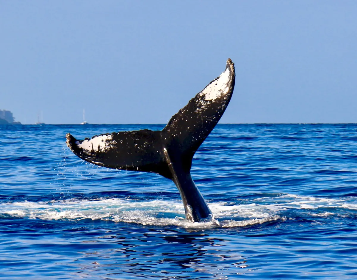 Facts About Whales