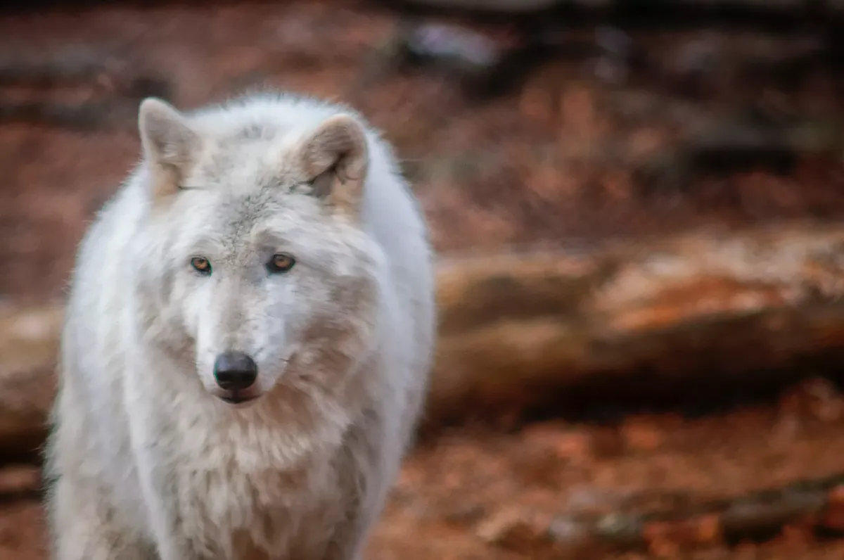 Facts About Wolves