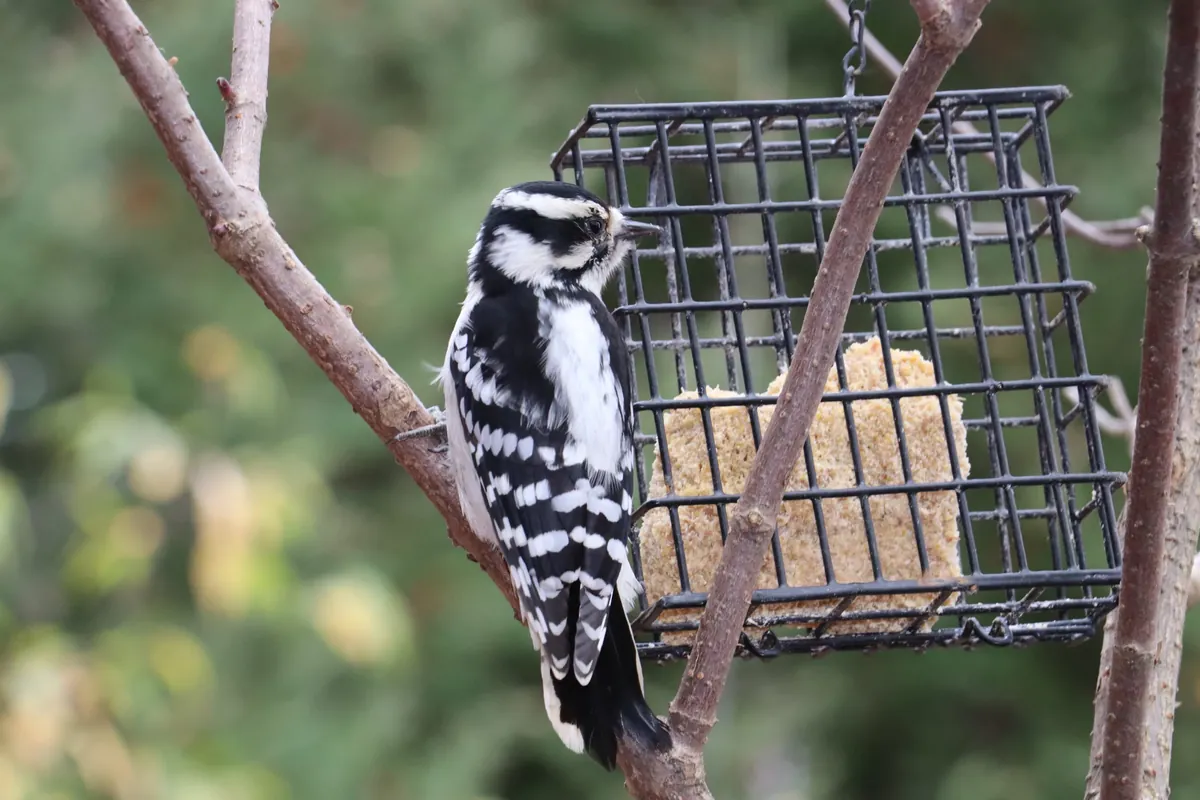 Facts About Woodpeckers