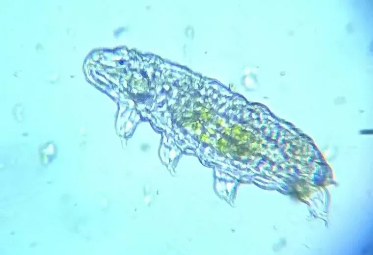 The Unexplored Depths: 7 Fascinating Facts About Tardigrades in Space