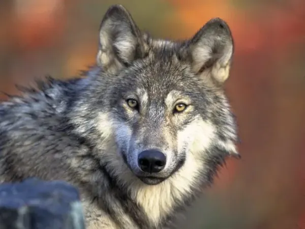 30 Amazing Fun Facts About Nature