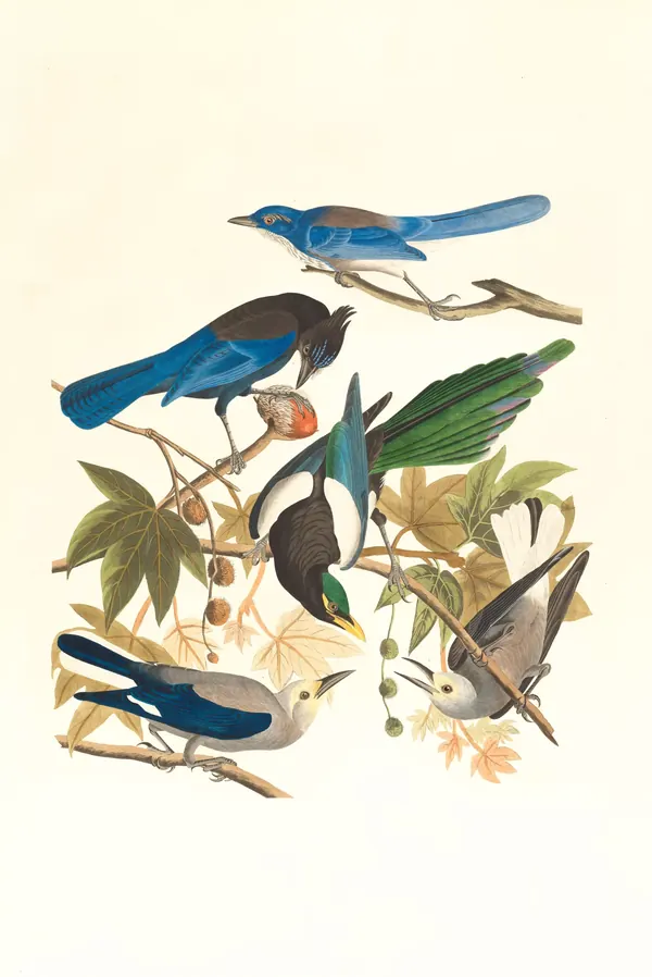 Facts About Birds