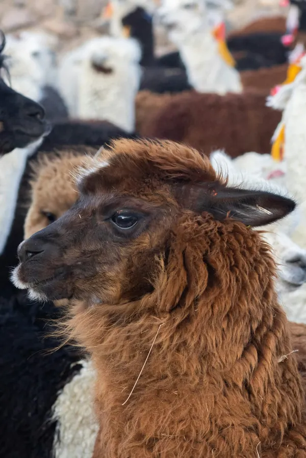 Facts About Guanacos