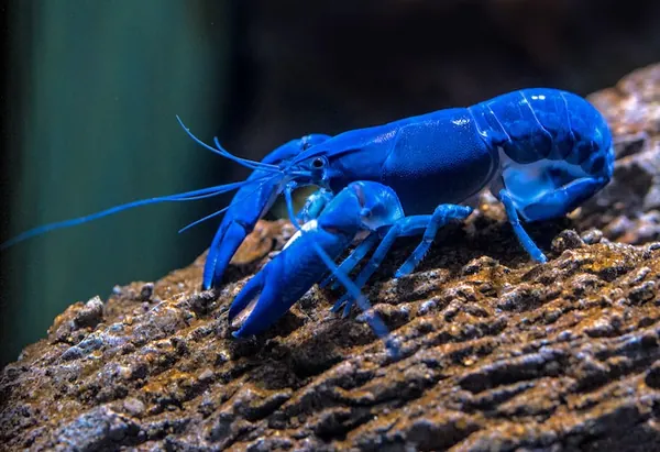 Facts About Lobsters