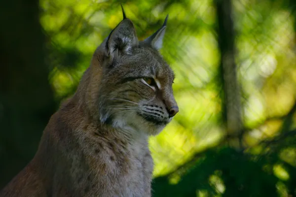 Facts About Lynx