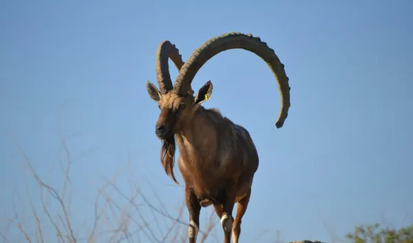 Facts About Markhors